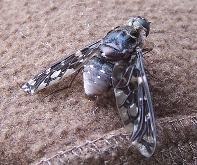 Tiger Bee Fly What's That Bug?