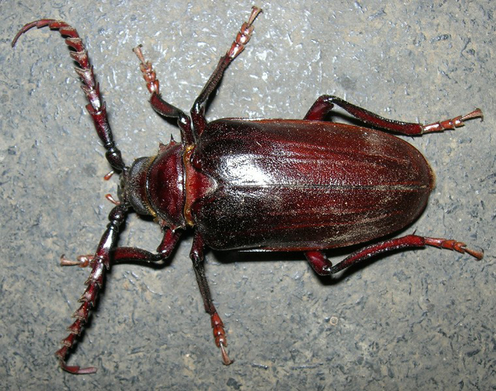 California Root Borer What's That Bug?