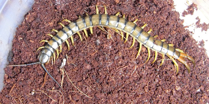 What is Poaching??? Tropical Centipedes and a pair of Millipedes from