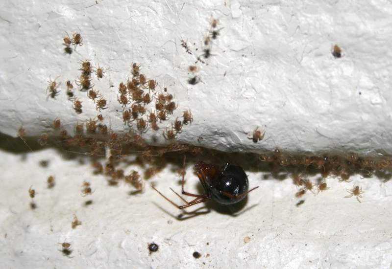 Red House Spider with Spiderlings What's That Bug?