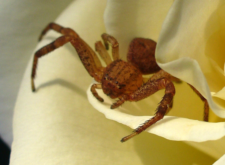 Crab Spider What's That Bug?
