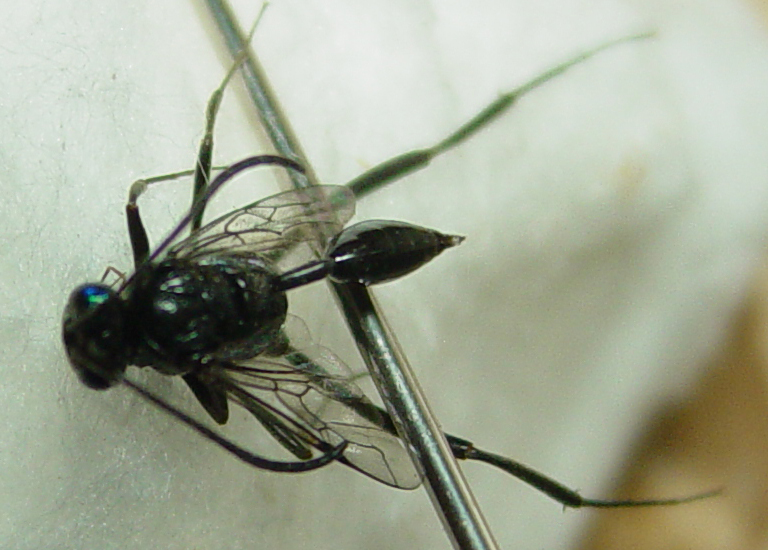 Ensign Wasp What's That Bug?