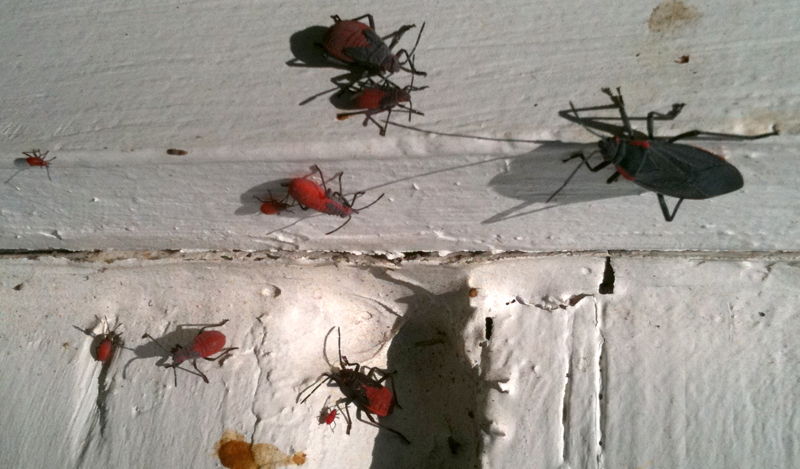 Red Shoulder Bugs What's That Bug?