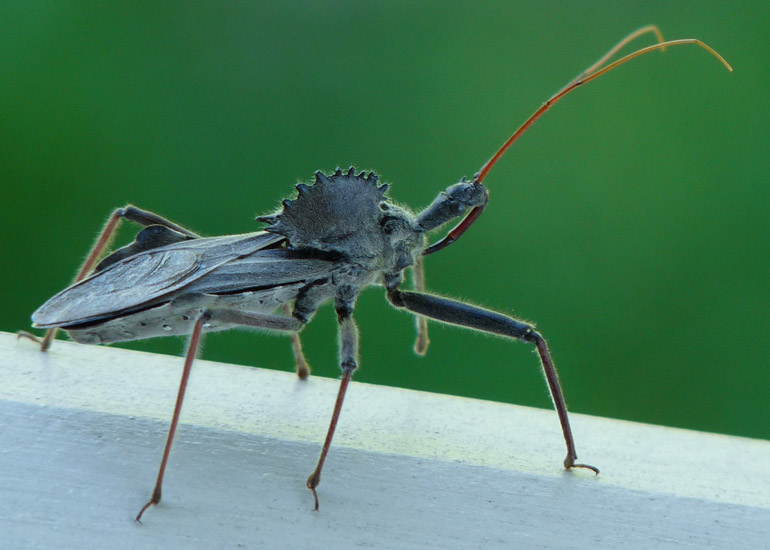 Wheel Bug What's That Bug?
