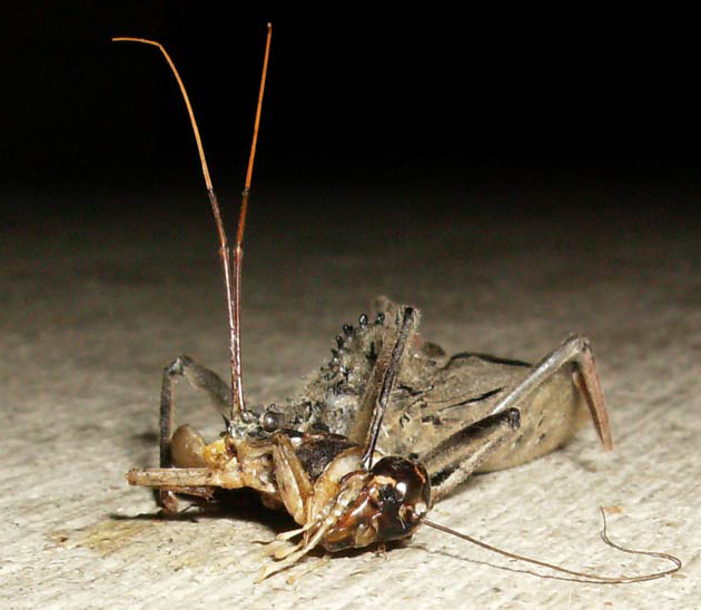 Wheel Bug eats Cricket What's That Bug?