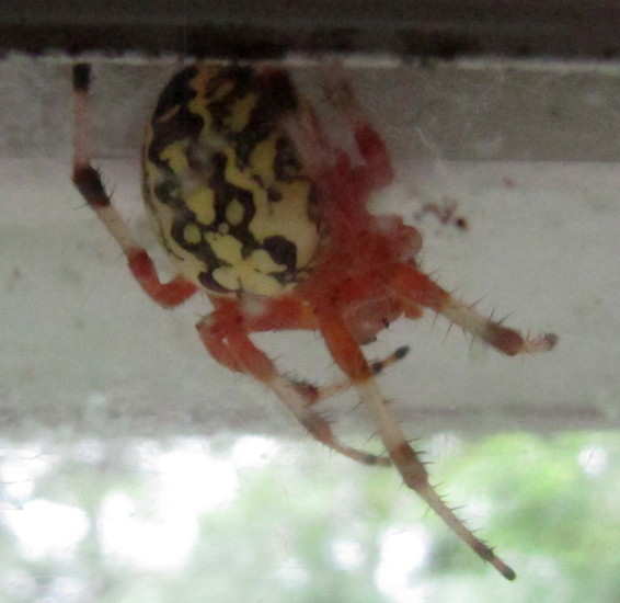 Marbled Orbweaver What's That Bug?