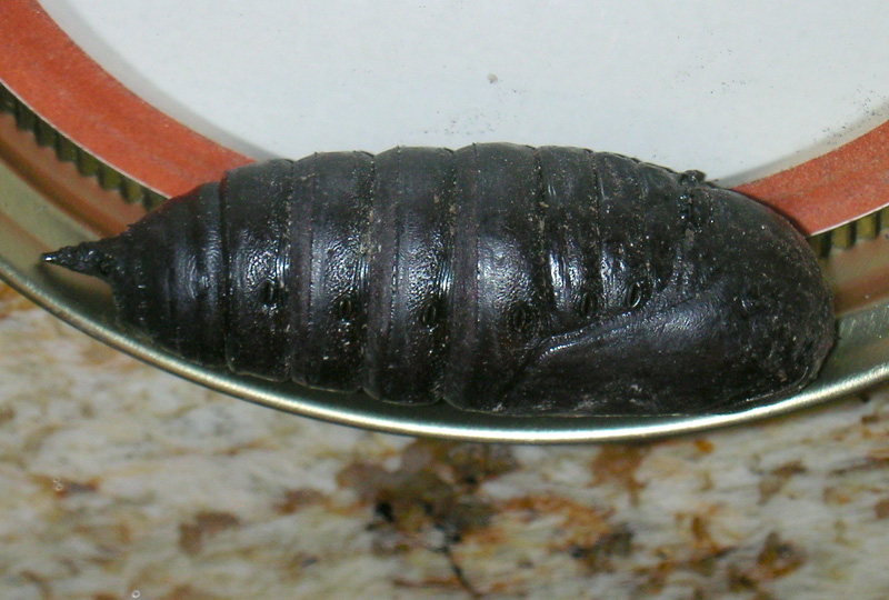 Unknown Moth Pupa Possibly Imperial Moth What's That Bug?