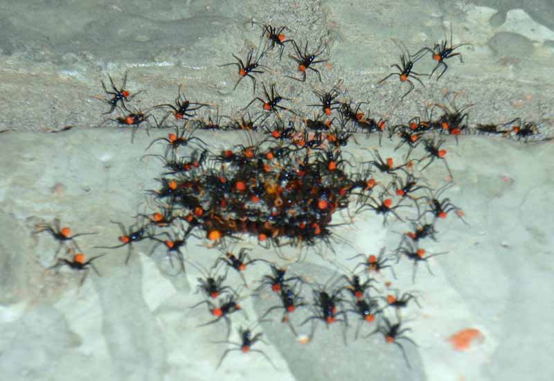 Wheel Bug Hatchlings exterminated after hatching indoors Wheel Bug Hatchlings exterminated after hatching indoors