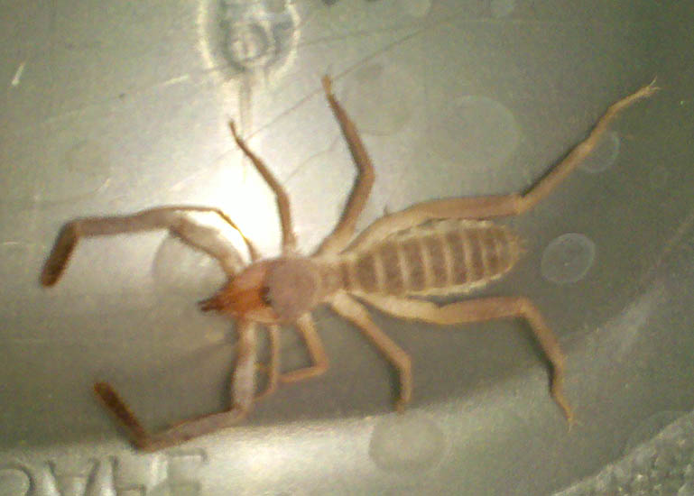 Solifugid What's That Bug?