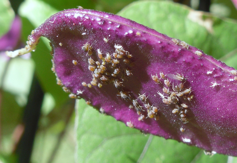 What Plants Repel Aphids? Helpful Tips What's That Bug?