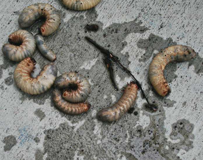 Crawlybacks in the compost pile What's That Bug?
