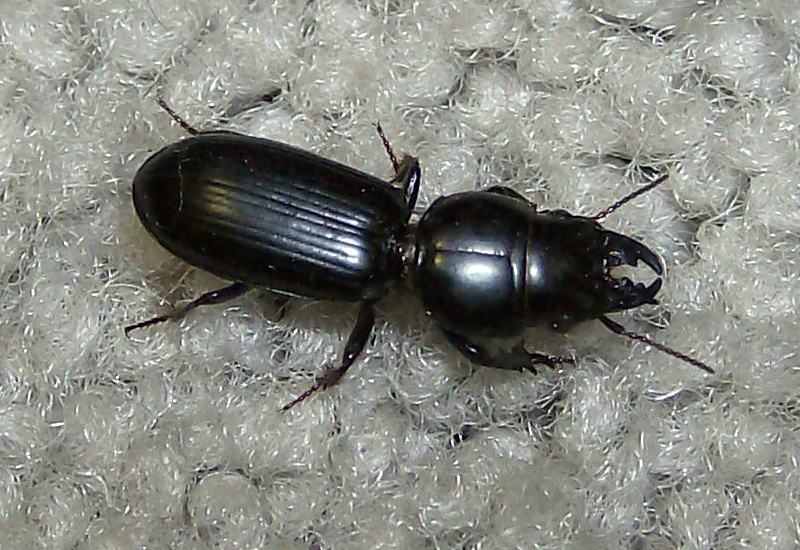 Big Headed Ground Beetle What's That Bug?