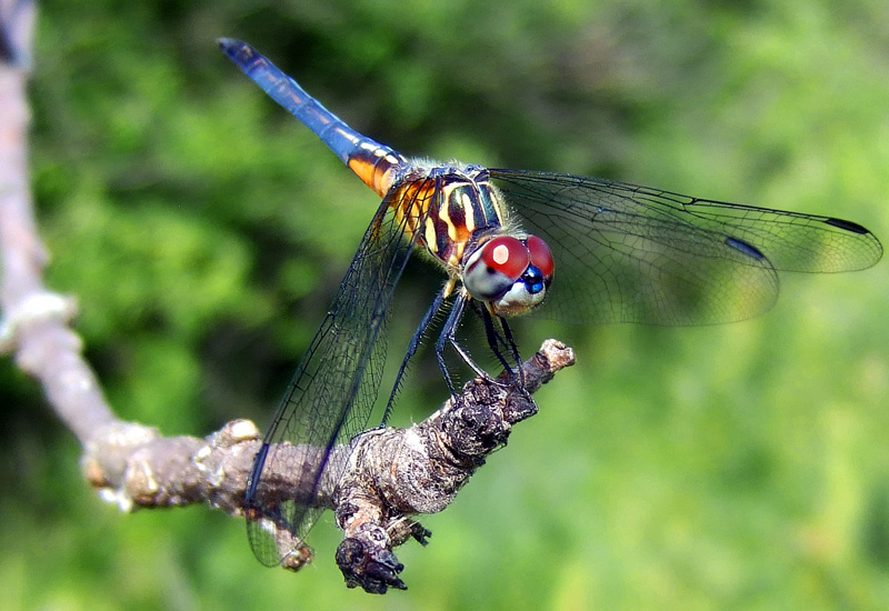 Two Blue Dasher Females from Ohio What's That Bug?