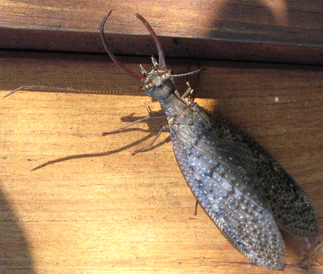 Male Dobsonfly What's That Bug?