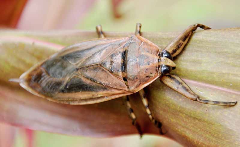 Giant Water Bug from India What's That Bug?