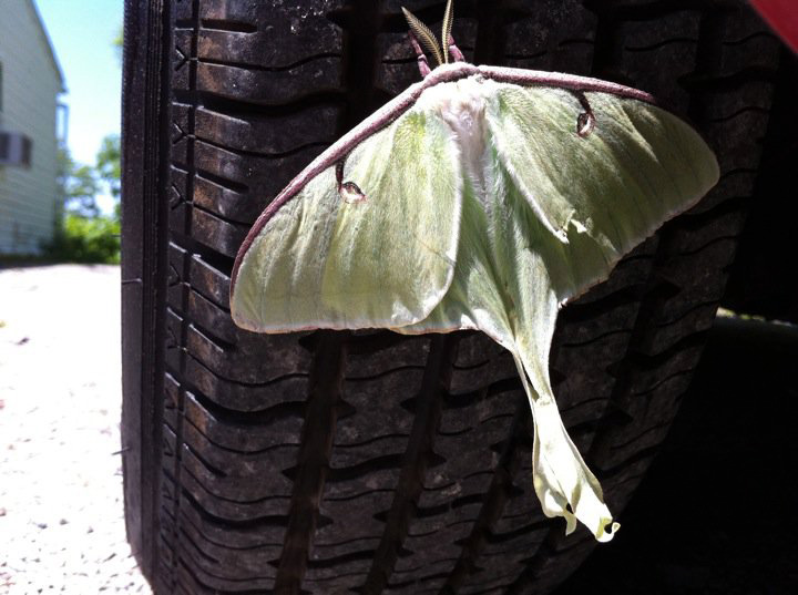 Are Luna Moths Poisonous? Debunking Common Myths What's That Bug?