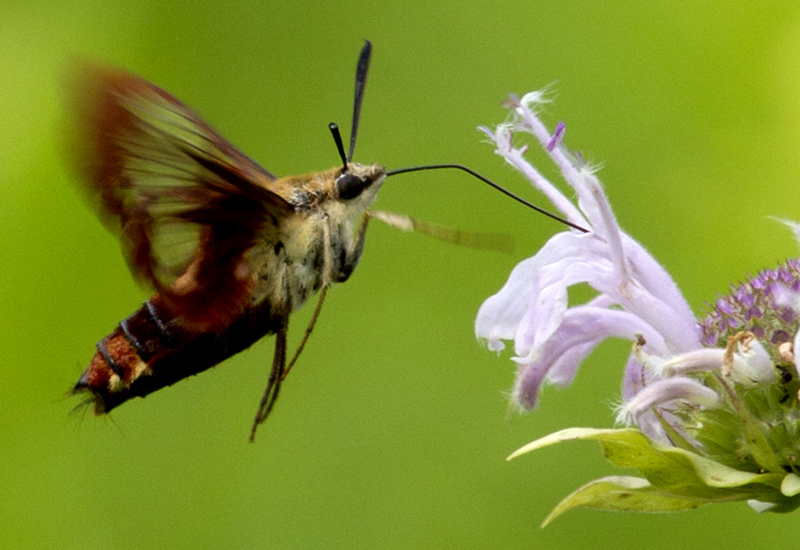 Hummingbird Clearwing Moth What's That Bug?