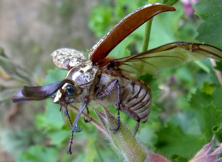 June Beetle from Turkey What's That Bug?