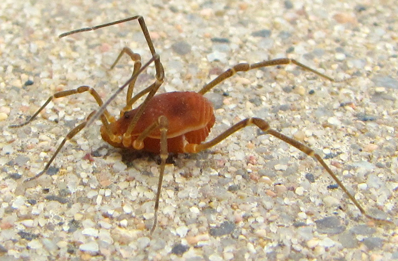 Harvestman What's That Bug?