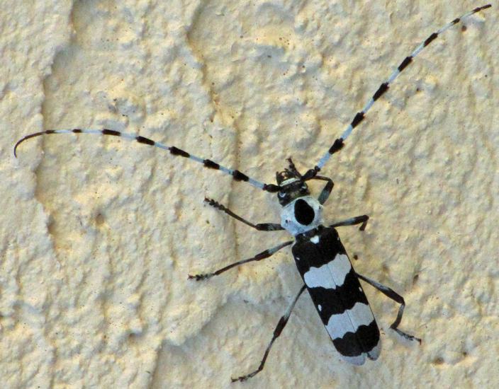 Banded Alder Borer What's That Bug?