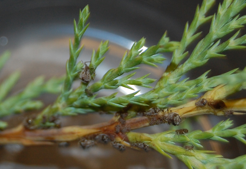 Giant Conifer Aphids probably Cedar Aphids What's That Bug?