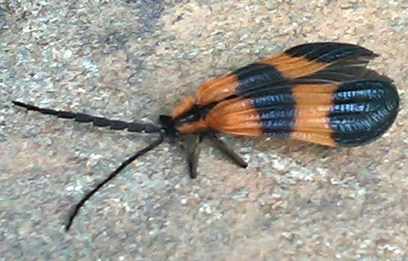 Banded NetWing Beetle What's That Bug?
