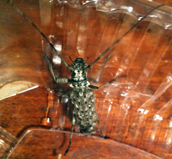 Northeastern Pine Sawyer What's That Bug?