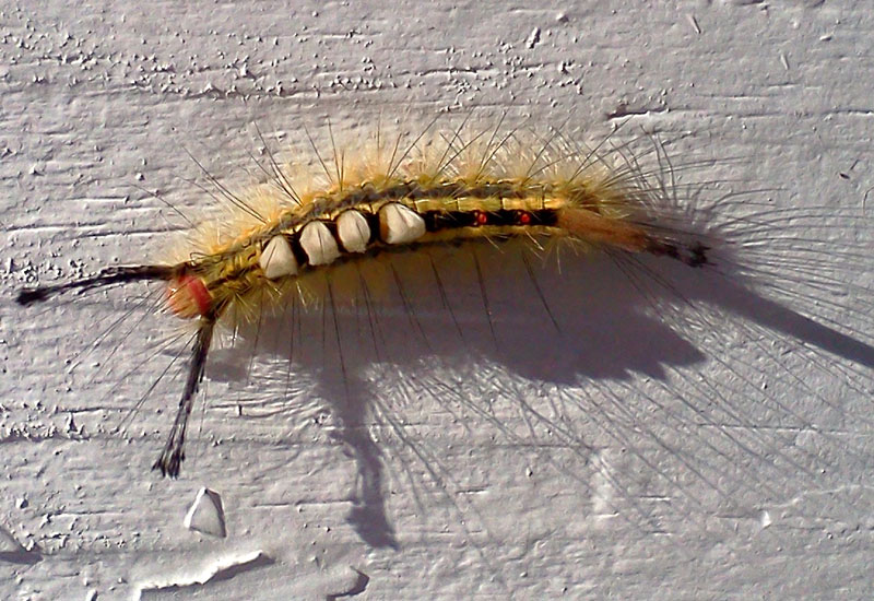 White Marked Tussock Moth Caterpillar What's That Bug?