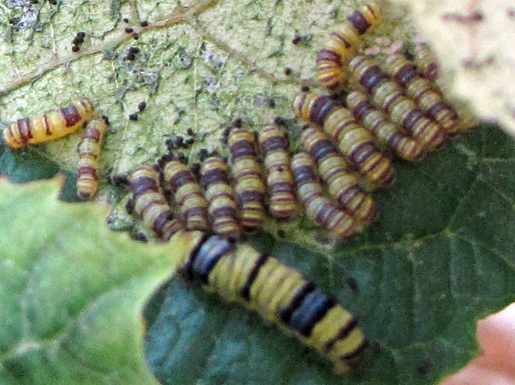 Western Grape Leaf Skeletonizers What's That Bug?