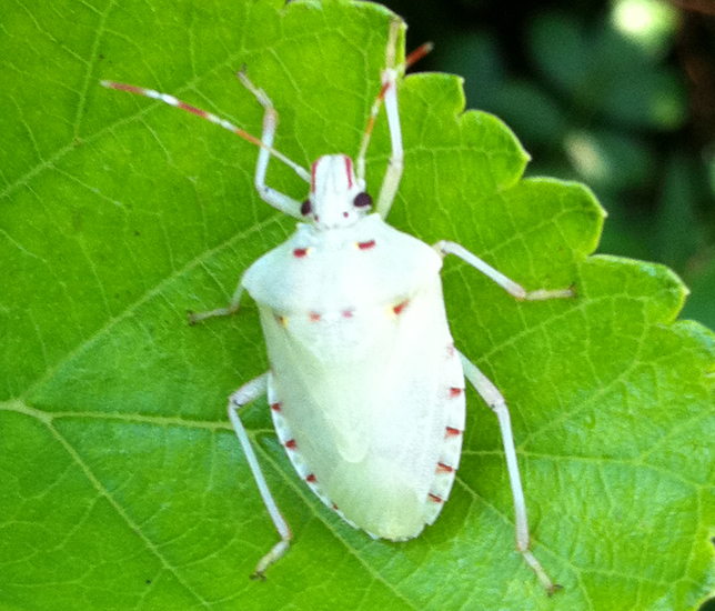 White Stink Bug is newly metamorphosed Brown Marmorated Stink Bug