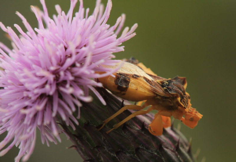 Cuckoo Wasp Vs Sweat Bee Important Differences What's That Bug?