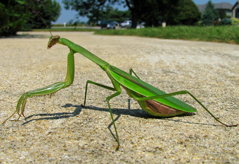 Preying (Praying) Mantis What's in a Name??? What's