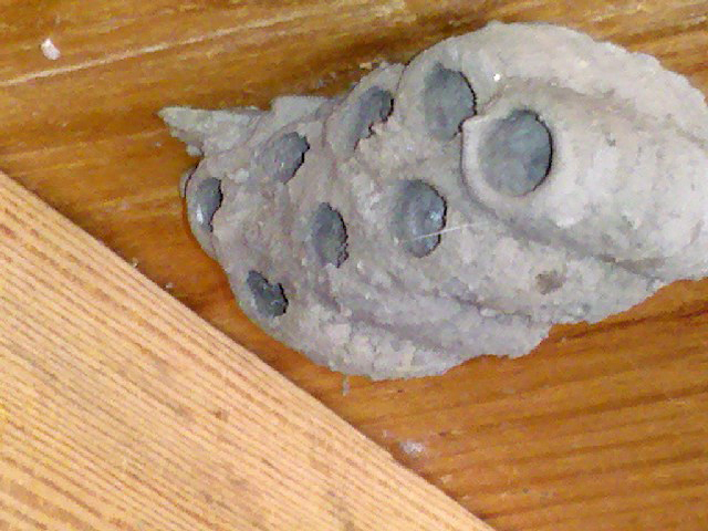 Mud Dauber Nest What's That Bug?