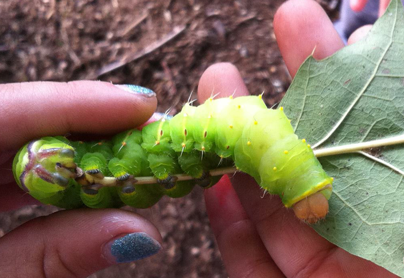 Polyphemus Moth Caterpillar What's That Bug?