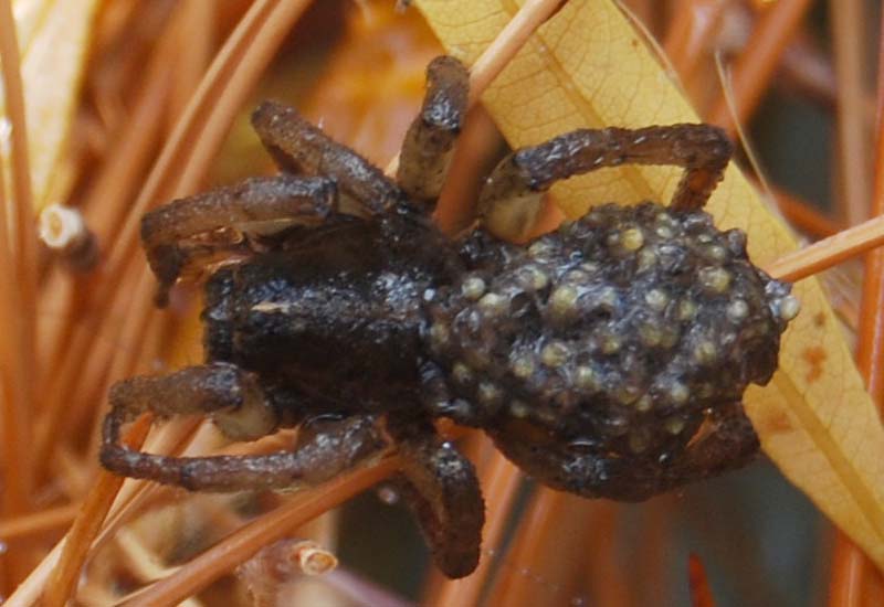 Wolf Spider and Brood survive drowning in swimming pool What's That Bug?