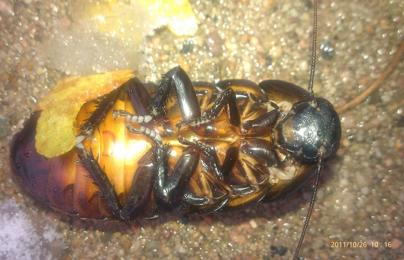 How did a Magagascar Hissing Cockroach get under the bed??? What's