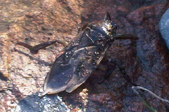 Giant Water Bug What's That Bug?
