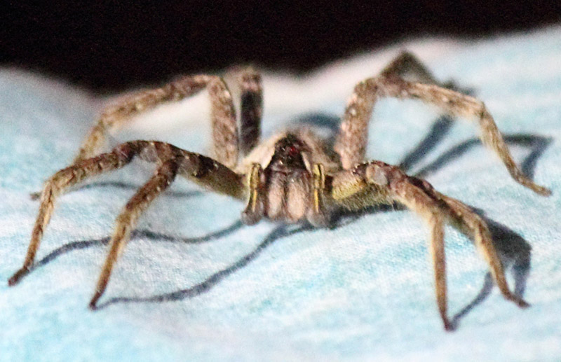 Probably Huntsman Spider from Peruvian Amazon What's That Bug?
