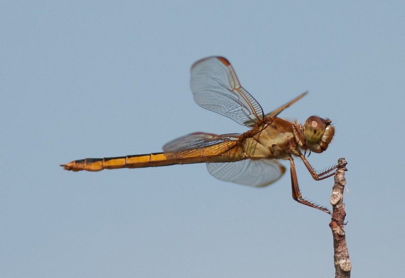 Unknown Dragonfly from Florida What's That Bug?