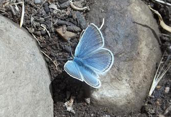 Lycaean Blue What's That Bug?