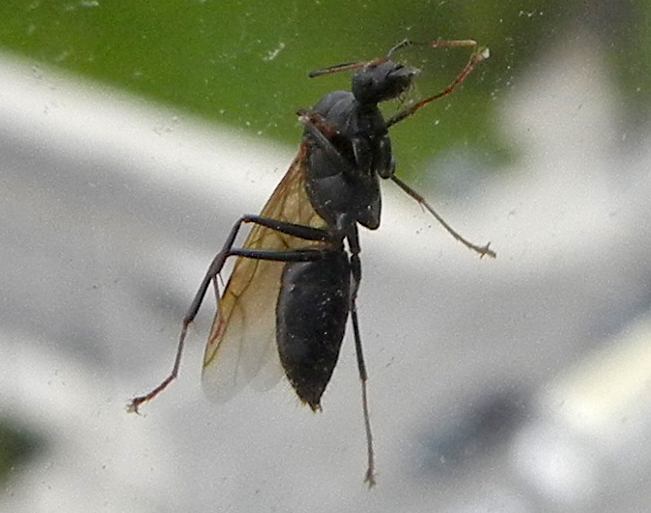 Flying Carpenter Ant What's That Bug?