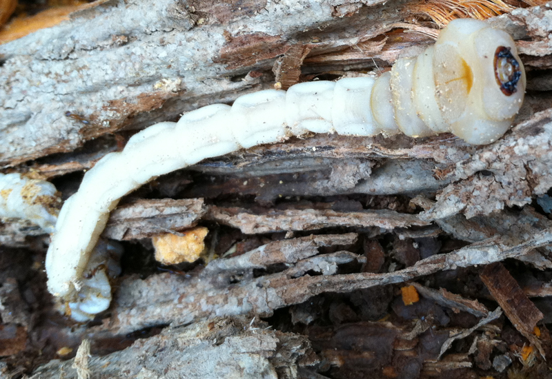 Flathead Borer What's That Bug?