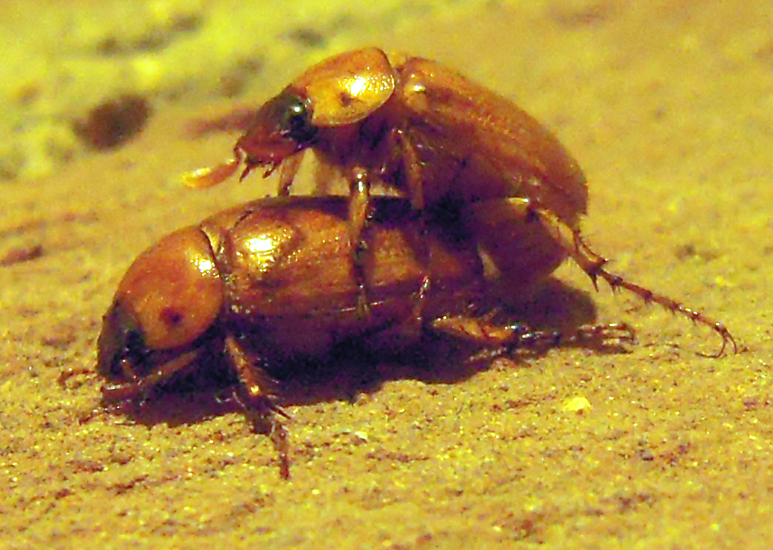 Mating June Beetles or Masked Chafers What's That Bug?