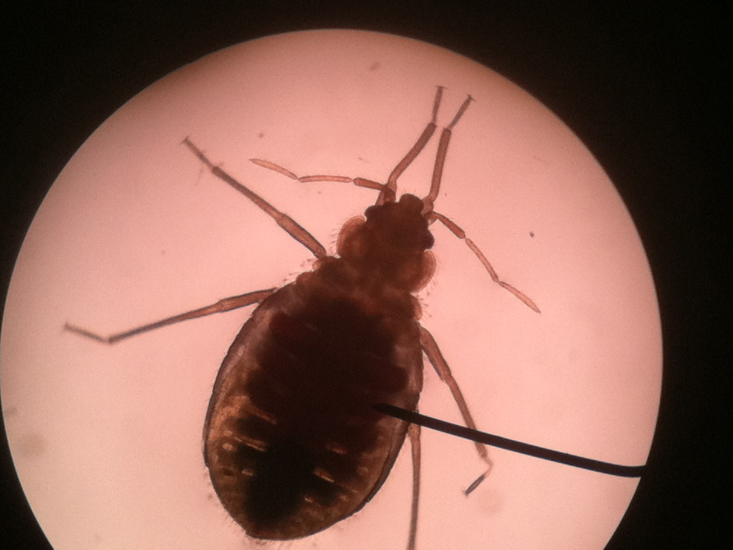 Bed Bug What's That Bug?