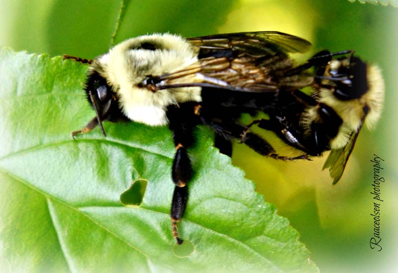 Mating Bumble Bees What's That Bug?
