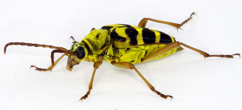 Flower Longhorn Beetle Strophiona laeta What's That Bug?