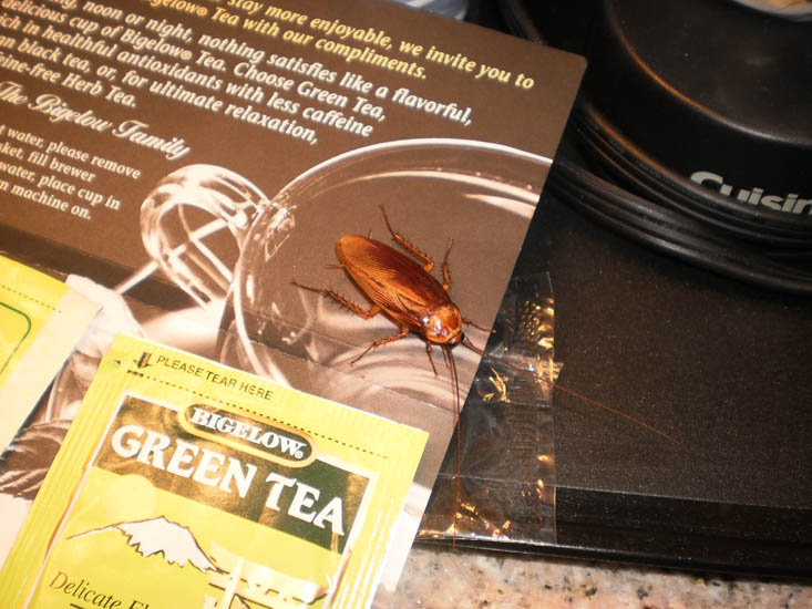 Cockroach found in Hotel Room What's That Bug?