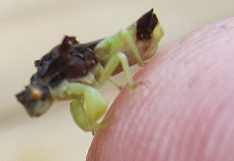 Ambush Bugs All You Need to Know for a BugSavvy Backyard What's