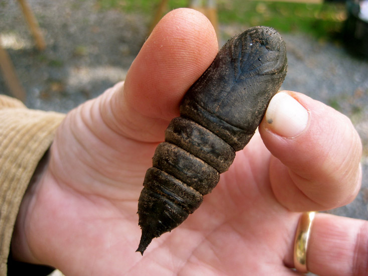 Imperial Moth Pupa, we believe What's That Bug?