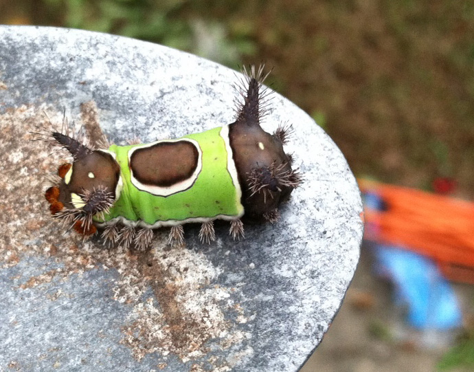 Saddleback Caterpillar Essential Facts and Tips What's That Bug?